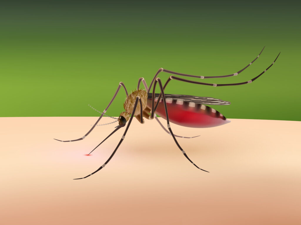 5 Misconceptions About Dengue Fever: Debunking Common Myths for Clarity