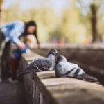 Bird Flu Outbreak: What You Need to Know About Avian Influenza