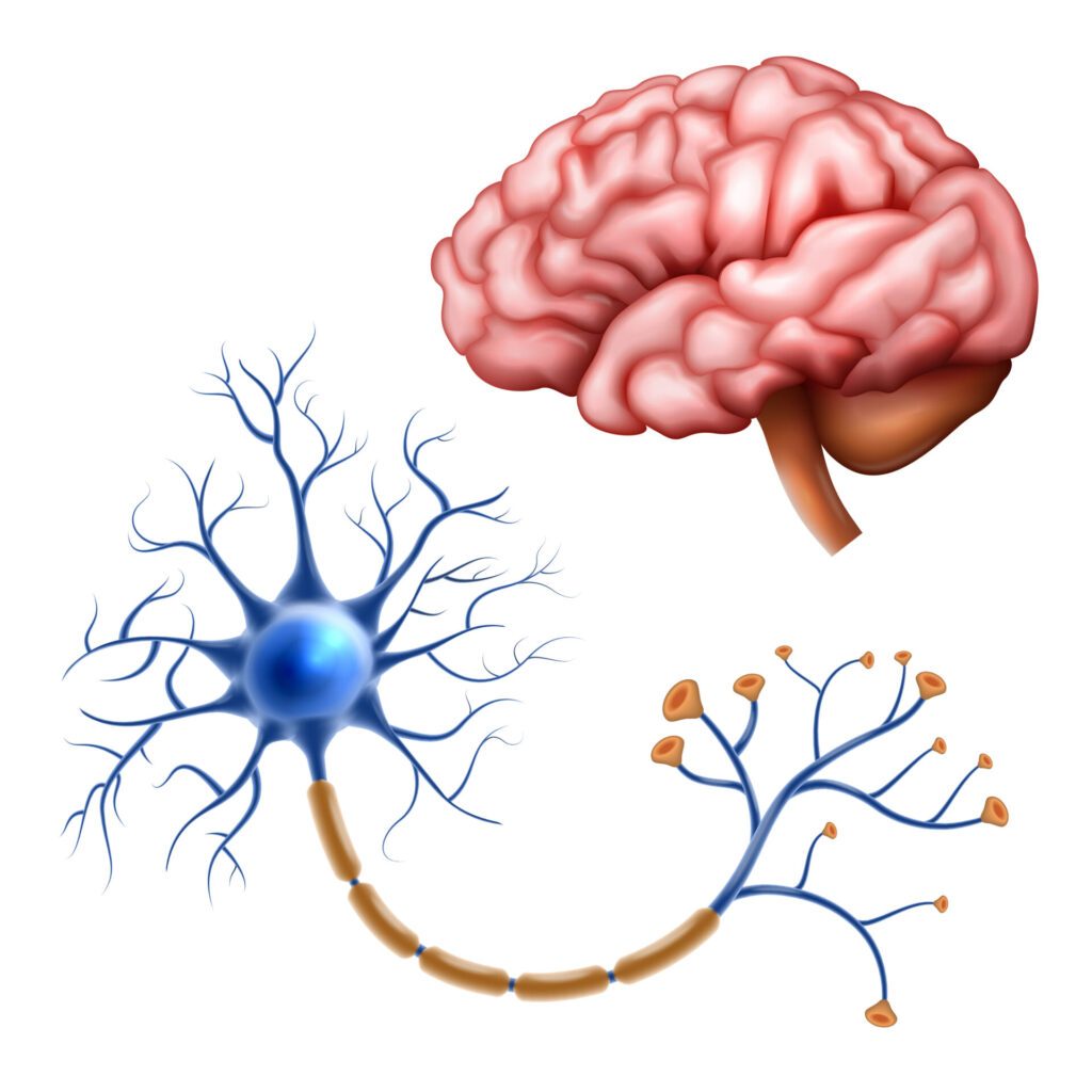 How the Brain-Eating Amoeba Attacks: A Scientific Explanation of PAM